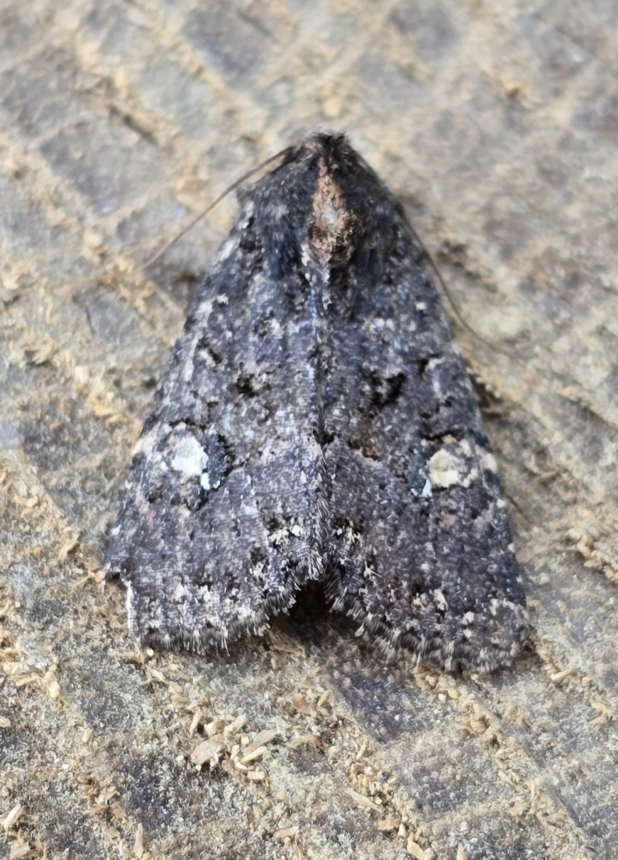Photo of Dot Moth (Melanchra persicariae)